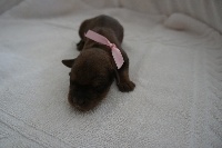 CHIOT