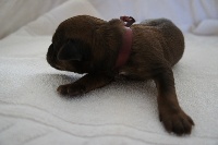 CHIOT
