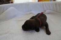 CHIOT