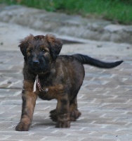 CHIOT beige dit Inouk