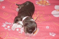 GRIOTTE