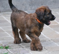 CHIOT ruban orange dit Irsene