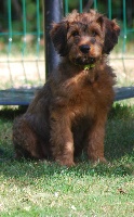 CHIOT