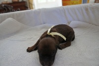CHIOT