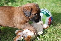 CHIOT vert foncé dit Izno